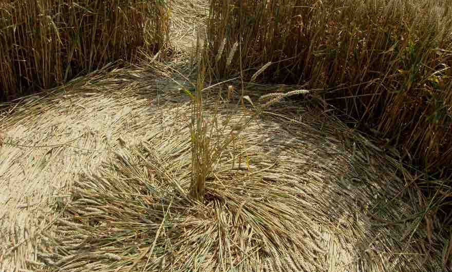 crop circle sacred geometry