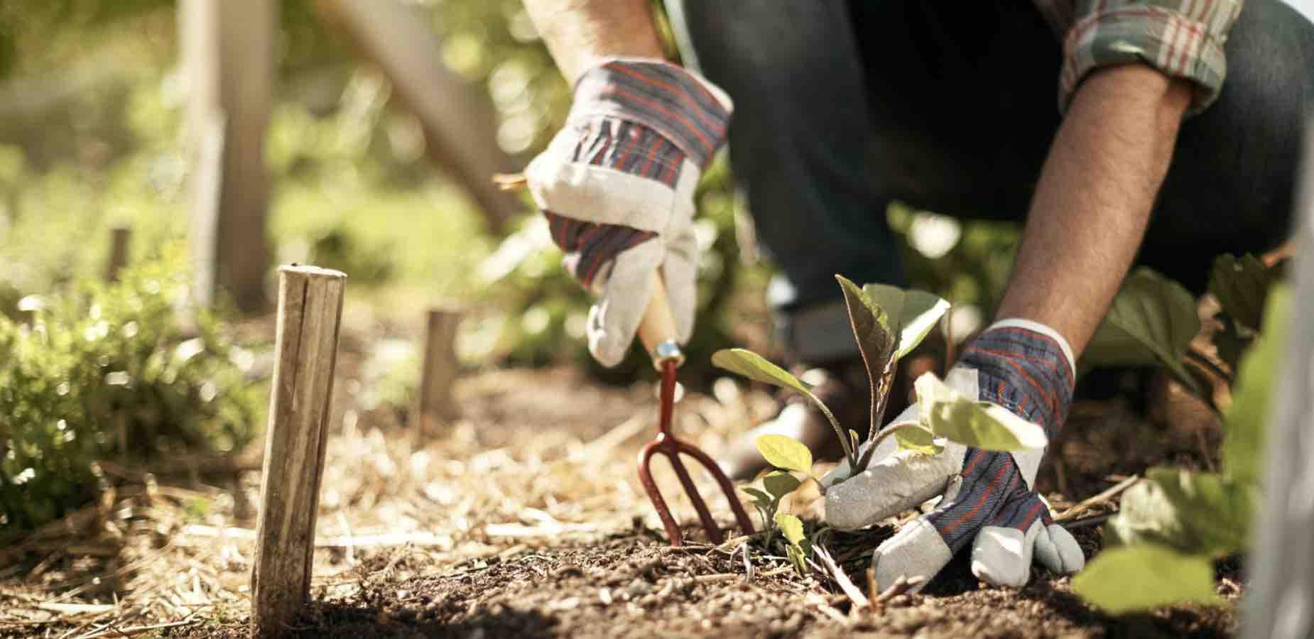 gardening