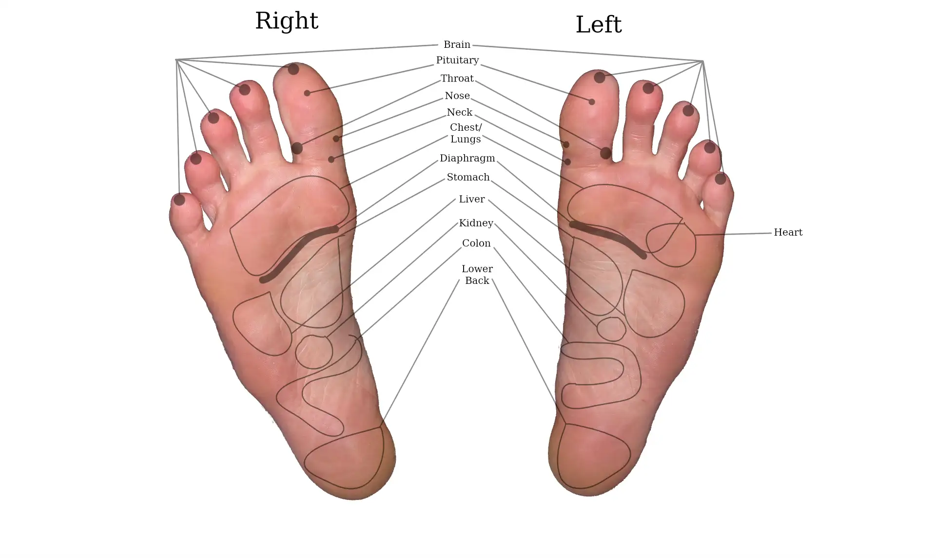 foot reflexology sydney